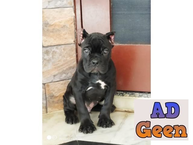 used Cane Corso Puppies Ecellent Quality available Now 9793862529 for sale 